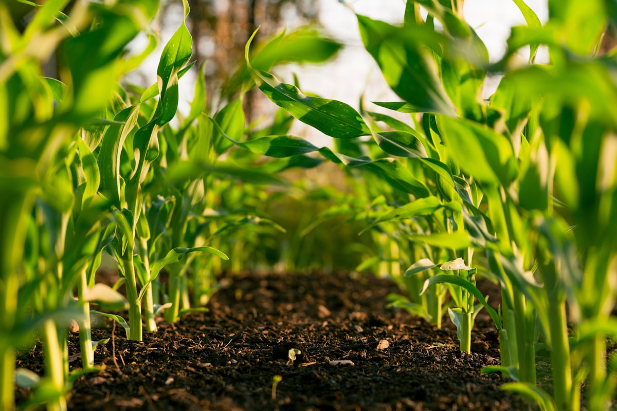 Vegetable crops with agricultural sensors